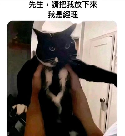 这是一张充满趣味的宠物梗图，画面中一只黑白花色的猫咪被人用双手托住腋下举在空中，猫咪的表情严肃，眼神看起来带着无奈与不满。图片上方配有文字“先生，请把我放下来 我是经理”，用拟人化的手法给猫咪赋予了“经理”的职场身份，营造出强烈的反差感：本该拥有威严、主导职场的“经理”，却像小动物一样被人随意举起，这种身份与处境的错位让画面充满幽默感，既贴合宠物的可爱瞬间，又能引发有职场经历的网友共鸣，属于当下流行的用动物调侃职场的趣味创作。