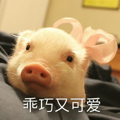 图片中是一只白色的小宠物猪，头顶戴着一个粉色的蝴蝶结，正趴在深色的布料上。小猪眼睛圆圆的，鼻子粉粉的，表情看起来十分乖巧。图片底部有一行白色文字：“乖巧又可爱”，精准概括了小猪的形象。整体画面温馨治愈，充满萌感。