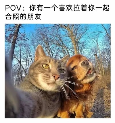 图片上方配有文字“POV: 你有一个喜欢拉着你一起合照的朋友”，下方是一张灰猫和棕狗的自拍合影。灰猫眼神平静，表情略带无奈，而棕狗则嘴巴张开，露出牙齿，显得十分开心兴奋，仿佛正热情地拉着朋友合照。背景是有着光秃秃树木的森林，天空湛蓝，整体画面通过动物的表情和动作幽默地展现了“有个爱拉人合照的朋友”这一日常场景，让人产生共鸣。
