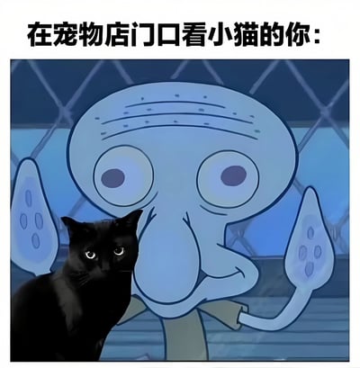 这张梗图通过幽默的方式展示了人们在宠物店看到可爱小猫时的痴迷状态。图片上方配有文字"在宠物店门口看小猫的你："，下方是经过编辑的画面：左侧是一只表情冷静的黑猫，右侧是动画《海绵宝宝》中的角色章鱼哥，他瞪大双眼、伸长脖子，用极度痴迷和向往的表情注视着黑猫，夸张地表现出人们看到萌宠时的激动心情。