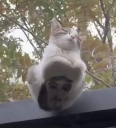 一只灰白相间的猫咪坐在车顶，闭着眼睛并用一只爪子捂住脸，背景是有绿叶和黄叶的树木。猫咪表情看起来十分放松惬意，姿态可爱有趣。