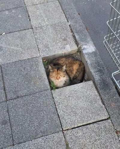 一只三色流浪猫正蜷缩在人行道的方形孔洞中休息，眼睛紧闭，神情安详。猫咪的毛色呈现出棕色、黑色和白色的混合，与周围灰色的石质人行道形成对比。孔洞周围的石板整齐排列，右侧可以看到一个金属篮子的部分结构。这张俯拍照片捕捉到了城市中动物与环境互动的温馨瞬间。