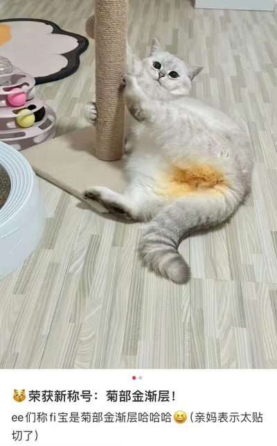 一只毛发灰白、腹部带有黄色斑块的猫咪“fi宝”，正仰卧在木地板上，后腿伸展，前爪抓挠立式猫抓柱，表情惬意放松。周围散落着粉色多层猫玩具（内含彩色小球）和白色猫砂盆。图片下方配有文字，记录猫咪被网友“ee们”赐名“菊部金渐层”（“菊部”谐音“局部”，因腹部黄色毛发得名），主人表示十分贴切。

**双关说明**：“菊部金渐层”是对猫咪腹部黄色毛发区域的幽默称呼，利用“菊”（方言中对臀部/腹部的戏称）与“局”谐音，改编自猫咪品种“金渐层”，形成趣味昵称。