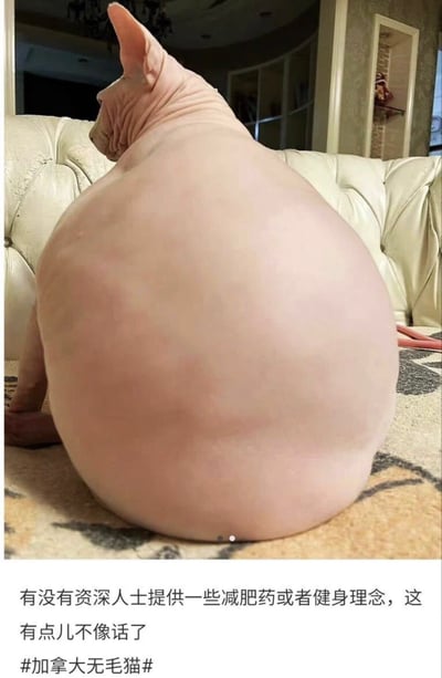 图片主体是一只加拿大无毛猫，它正背对着镜头坐在米色皮沙发上，背部异常圆润饱满，几乎形成一个完美的圆形，显得十分夸张。图片下方配有文字：“有没有资深人士提供一些减肥药或者健身理念，这有点儿不像话了”，并带有#加拿大无毛猫#的标签。整体通过猫咪肥胖的背影与拟人化的减肥诉求形成幽默效果，展现了宠物的可爱与主人的调侃心态。