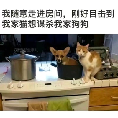 这是一张充满趣味的萌宠静态图片，画面上方配有创意文案“我随意走进房间，刚好目击到我家猫想谋杀我家狗狗”。场景设置在家庭厨房的灶台区域，一只柯基小狗待在台面上的黑色煮锅中，头部露出锅外，表情看起来懵懵的；旁边一只橘白相间的猫咪正站在炉灶的旋钮位置，爪子搭在旋钮上，表情淡定。结合文案和宠物的位置，营造出猫咪想要“煮了”狗狗的搞笑错觉，利用宠物的巧合位置制造出幽默的戏剧效果，让人忍俊不禁。画面左侧还有一个带盖的不锈钢汤锅，整体场景还原了家庭厨房的日常，充满生活气息和趣味性。