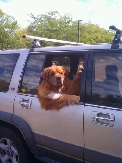 一只金毛犬正从一辆银色SUV的车窗探出身来，前爪搭在车窗框上，表情看起来十分惬意。车辆停在户外，背景是绿树成荫的环境，阳光明媚。狗狗似乎在享受车窗外的新鲜空气，姿态自然放松，展现了宠物乘车时的快乐场景。