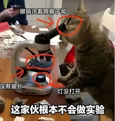 图片中一只真实猫咪正坐在桌子前，身体前倾靠近一台显微镜，双眼紧闭，似乎在用鼻子“闻”显微镜的目镜。画面中用橙色手绘圆圈和箭头分别标注了三个关键点：指向猫咪面部的“眼睛闭着用鼻子闻”，指向显微镜载物台的“没有玻片”，以及指向显微镜底部的“灯没打开”。图片底部配有总结性文字“这家伙根本不会做实验”，幽默地调侃猫咪一本正经却完全错误地使用实验器材的可爱模样，整体营造出轻松搞笑的氛围。