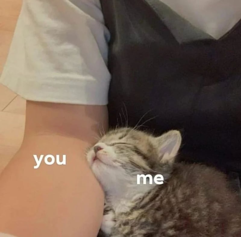 虎斑小猫1