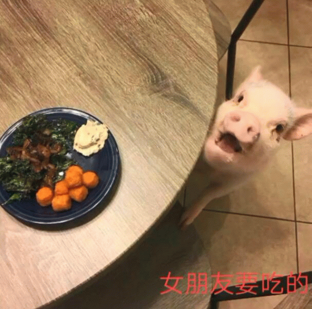 小香猪眼巴巴望着女朋友的食物