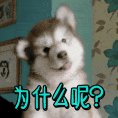 歪头杀哈士奇连环发问：为什么呢？