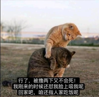 这是一张充满趣味与自嘲情绪的网络梗图，画面主体是户外草地上的两只猫咪：一只橘猫用爪子搭在低头情绪低落的狸花猫背上，姿态像是在安抚对方。图片下方添加了拟人化的文字，模拟橘猫的口吻说出打工人的无奈心声：“行了，被撸两下又不会死！我刚来的时候还怼我脸上吸我呢 回家吧，咱还指人家吃饭呢”。将猫咪的处境与职场打工人的经历绑定，用猫的“被迫忍受”映射打工人因为要依靠上级或甲方获得收入，不得不忍受一些不情愿的行为，只能自我安慰、妥协，精准戳中了当代打工人的职场无奈，充满了自嘲的幽默感。