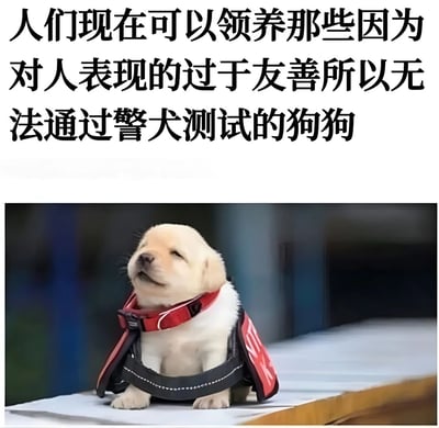 图片上方为黑色文字：'人们现在可以领养那些因为对人表现的过于友善所以无法通过警犬测试的狗狗'，下方是一只黄色拉布拉多幼犬的照片。幼犬戴着红黑相间的背心，坐姿端正，仰头看向上方，表情温顺可爱。整体传达出温馨治愈的氛围，呼吁领养这些因性格过于友善而未能成为警犬的狗狗。