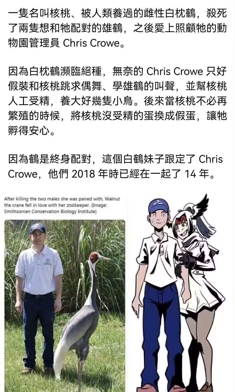 网友同人创作