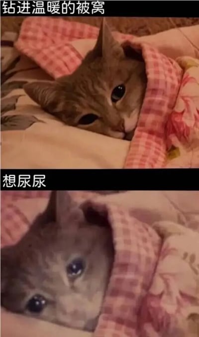 图片为上下两格对比图，上格中一只橘猫裹在粉色格子被窝里，露出两只大眼睛，表情满足，上方文字为“钻进温暖的被窝”；下格中同一只猫眼神略带纠结，上方文字为“想尿尿”。通过猫咪前后表情和文字的对比，幽默展现了人们在舒适环境中遇到生理需求时的矛盾心理，十分贴近日常生活体验。