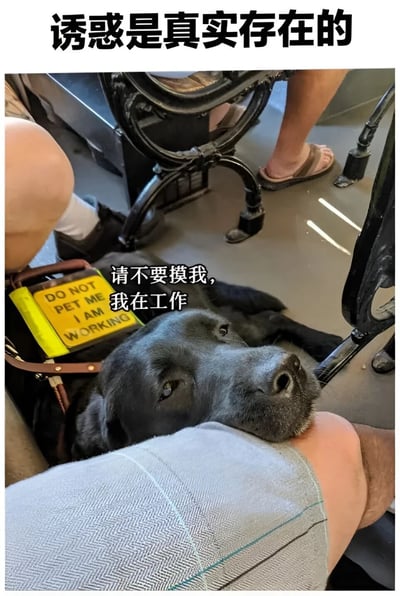 一只穿着黄色"PET ME DO NOT I AM WORKING"背心的黑色工作犬，正把头靠在路人的腿上，眼神流露出渴望被抚摸却又要坚守工作的矛盾神情。图片上方配有文字"诱惑是真实存在的"，生动展现了工作犬面对诱惑时的内心挣扎，形成一种可爱又幽默的反差萌效果。