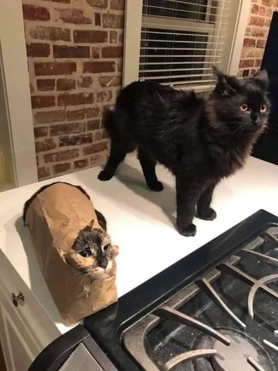 厨房台面上有两只猫，一只全身黑色的猫正警觉地站着，耳朵竖起，眼睛睁大注视前方；另一只猫则把自己装进了一个棕色纸袋里，只露出一个脑袋好奇地向外张望。背景是红砖墙和带有百叶窗的窗户，营造出温馨的居家氛围。
