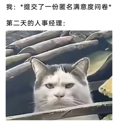 图片上方文字描述“我：*提交了一份匿名满意度问卷*”，下方文字“第二天的人事经理：”搭配一张猫从缝隙中严肃窥视的照片。通过猫警惕、审视的表情，幽默讽刺地表现出所谓“匿名”问卷可能并未真正保密，人事经理仿佛能精准锁定提交者的搞笑场景。