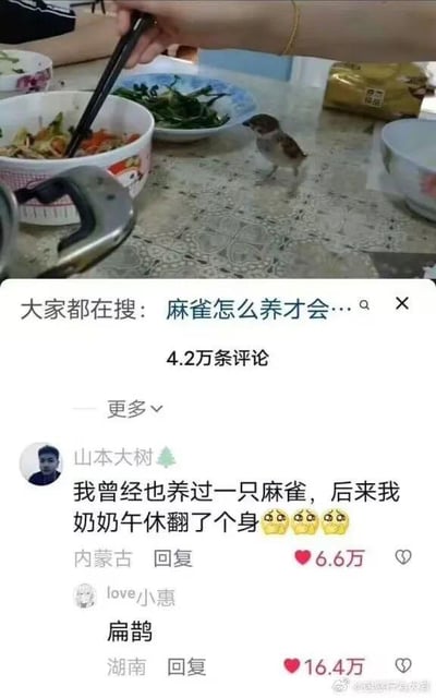 这是一张社交媒体截图，分为上下两个区域。上半区域是真实生活场景：摆放着多碗家常菜肴的餐桌上，一只麻雀站在台面边缘，一旁有手持筷子夹取碗中食物；下半区域是抖音平台的评论区界面，顶部搜索栏显示「大家都在搜：麻雀怎么养才会…」，评论区共有4.2万条评论。用户「山本大树」留言称自己养的麻雀被午休翻身的奶奶压到，用户「love小惠」用「扁鹊」二字回复，这里运用了谐音梗——「扁雀（被压扁的麻雀）」谐音「扁鹊」，制造出荒诞搞笑的效果，两条评论分别获得6.6万和16.4万点赞。