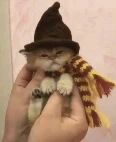 图片中是一只可爱的小猫咪，它戴着一顶深棕色的巫师尖顶帽，脖子上围着红黄相间条纹的围巾，被人的双手温柔地捧在掌心。猫咪看起来乖巧又呆萌，巫师装扮让它显得格外有魔法气息，整体画面温馨治愈。