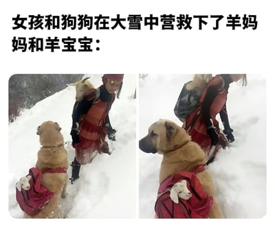 图片由两张照片拼接而成，展示了一个女孩和她的狗狗在大雪中营救羊妈妈和羊宝宝的感人场景。左侧照片中，女孩穿着红色连衣裙和帽子，站在齐膝深的雪地中，身边跟着一只黄色的大狗，狗背上背着一个红色背包，里面有一只小羊宝宝。右侧照片是更近的特写，展示了狗狗背包中羊宝宝的细节，以及女孩照顾羊妈妈的情景。整个画面传递出在恶劣天气中人与动物互助的温暖情感。