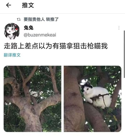 这张图是一则社交媒体的截图，内容是一位网友发文配上两张有趣的猫咪照片。主文案写着“走路上差点以为有猫拿狙击枪瞄我”，配图是一只黑白猫蹲在树杈上，姿态和位置让人联想到狙击手隐藏在高处埋伏的画面。画面营造了幽默的气氛，带有猫咪拟人化和轻微的“被害妄想”式玩笑，具有典型的网络梗趣味。

图中猫咪的姿势和树枝的构图类似于电影或游戏中狙击手藏在高处“瞄准”的场景，形成了视觉上的搞笑错位。没有明显双关、谐音或暗示，但是对“猫咪像狙击手”进行了拟人化夸张表达。