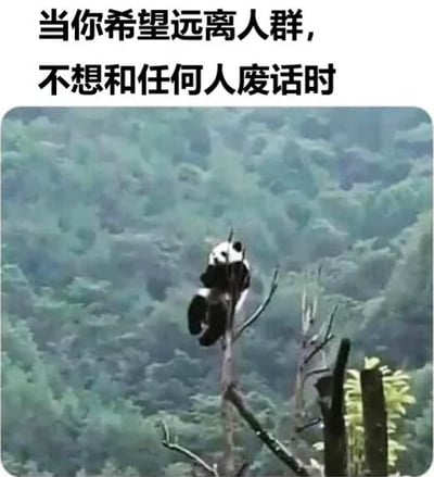 图片上方配有文字“当你希望远离人群，不想和任何人废话时”，下方是一只熊猫独自坐在高高的树枝上，背景是茂密的绿色森林。熊猫安静地待在树顶，与下方的人群（虽然图中未出现人群，但通过文字暗示）隔绝，形象地表达了想要逃离社交、享受独处的心情，整体氛围幽默又带着一丝无奈的共鸣。