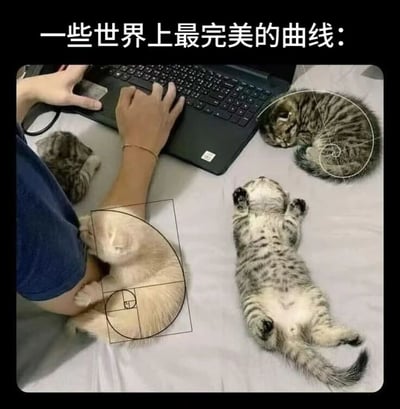 图片展示了一个人正在笔记本电脑上打字，周围有三只小猫。上方文字标注“一些世界上最完美的曲线：”，通过幽默的方式将小猫蜷缩的身体曲线与几何线条结合——其中一只灰白斑纹小猫被圆形线条框出，另一只浅色小猫蜷缩在人手臂旁，身体轮廓上叠加了斐波那契螺旋线（黄金分割曲线），还有一只小猫四脚朝天仰卧。图片以“完美曲线”这一通常用于形容艺术、建筑或数学的概念，调侃小猫自然蜷缩形成的可爱曲线，营造轻松有趣的氛围。