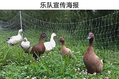 这是一张带有谐音梗的搞笑图片，图片顶部标注“乐队宣传海报”字样，画面主体是六只毛色各异的鸭子，它们分布在长有白色小花和青草的草地上，身后设有网状围栏。鸭子们的站位类似乐队成员宣传照的布局，利用“鸭队”谐音“乐队”的梗，将普通的动物照片包装成乐队宣传海报，制造出荒诞搞笑的趣味效果。