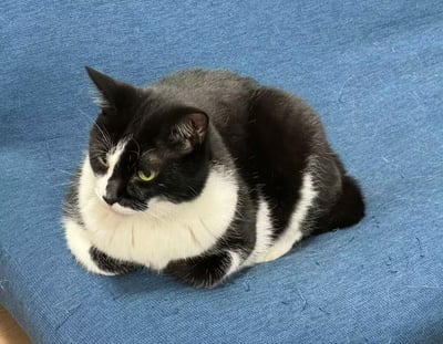 这是一张宠物实拍照片，一只圆滚滚的黑白奶牛猫，有着标志性的白围脖、白爪子花色，正趴在蓝色的布艺沙发上，前爪收在圆乎乎的肚子前。它的眼睛是黄绿色的，眼神看向侧下方，面部表情看起来有些严肃、闷闷不乐，圆胖的身形显得格外软萌可爱。沙发表面还能看到一些散落的猫毛，能看出这是猫咪常停留的地方。