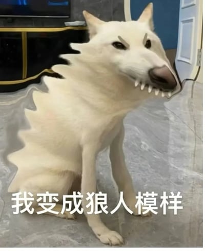 这是一张经过图像编辑创作的趣味表情包，主体是一只原本普通的白色狗狗，被网友通过P图修改了外形：给它加上了尖锐的牙齿、拉长的狼状口鼻，身体轮廓也被处理成类似狼的尖刺状，搭配底部的文字“我变成狼人模样”——这句是经典歌曲《求佛》中的歌词。图片用夸张荒诞的P图效果呼应歌词内容，营造出搞笑搞怪的氛围，常被用作社交平台上的趣味梗图，用来表达搞怪、玩梗的情绪。