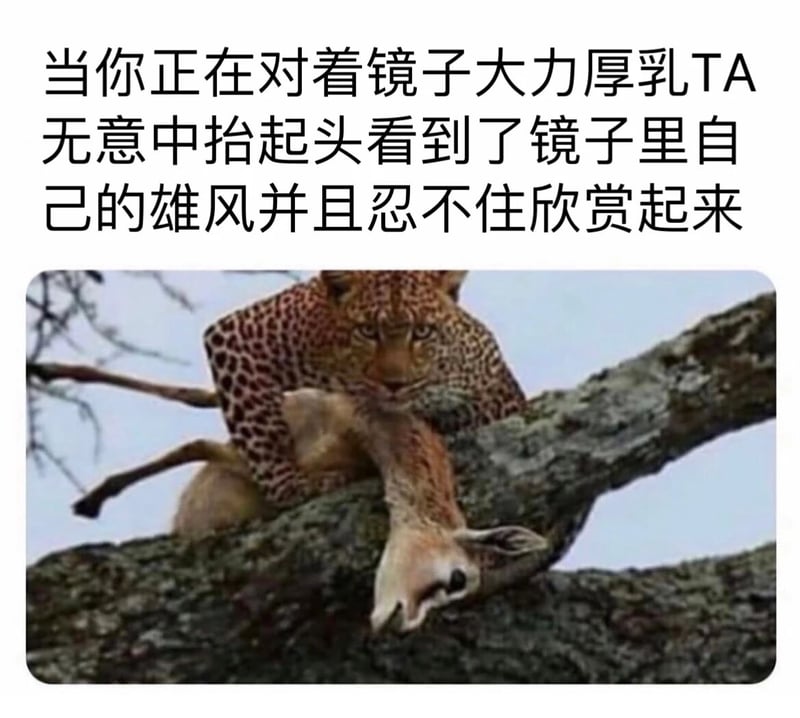 野生动物摄影
