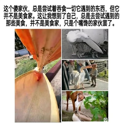 这是一组多图拼接的趣味内容，上方配有一段调侃文字：“这个傻家伙，总是尝试着吞食一切它遇到的东西，但它并不是美食家。这让我想到了自己，总是去尝试遇到的那些美食，并不是美食家，只是个嘴馋的家伙罢了。”下方包含四张实拍图，分别展示了鹈鹕试图吞下水槽边缘、将猫的头含进嘴中、试图叼住小孩的头、尝试吞马的头的搞笑场景，用鹈鹕啥都想吞的行为类比自己嘴馋啥都想吃的日常，充满生活化的趣味感。