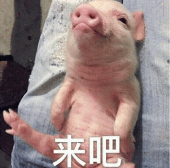 仰头小猪：来吧！