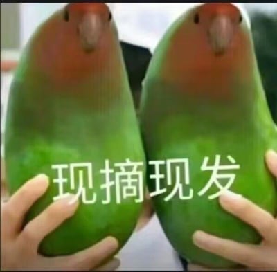 这是一张趣味合成的P图，创作者将真实鹦鹉的头部与芒果的身体拼接在一起，形成了两只看起来像是“芒果鹦鹉”的奇特形象，它们被人类的双手捧着，画面下方配有文字“现摘现发”。
这张图玩了视觉错位和语义双关的梗：“现摘现发”原本是生鲜水果售卖的常用宣传语，这里结合芒果身体的视觉效果，让这两个拼接的形象看起来像是刚被采摘下来的“水果”，荒诞的组合搭配贴合水果宣传的文字，制造出强烈的反差搞笑效果。