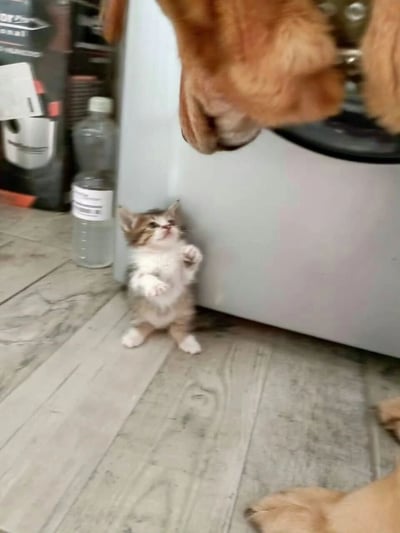 A small kitten stands on its hind legs looking up at what appears to be a larger animal's paws in a home setting with a wooden floor and a plastic water bottle visible in the background.
