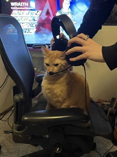 一只橘猫正坐在电竞椅上，有人正将黑色游戏耳机戴在它头上，耳机麦克风恰好对着猫咪的嘴巴。猫咪表情严肃，眼神中透露出一丝困惑和无奈。背景中可以看到电脑屏幕上显示着《Apex Legends》游戏画面，角色Wraith清晰可见。整个场景营造出一种反差萌的搞笑效果，将宠物与游戏文化结合在一起。