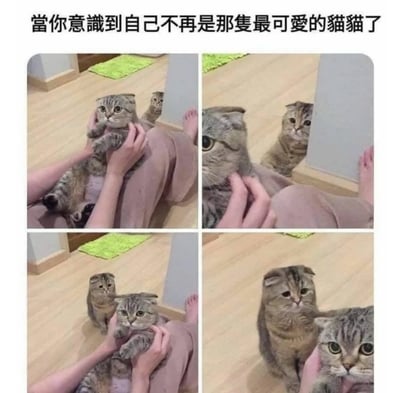 这是一组由四格实拍画面组成的宠物表情包，顶部配有文字“当你意识到自己不再是那只最可爱的猫猫了”。第一格中，一只苏格兰折耳猫惬意地躺在主人腿上被双手抚摸，另一只同款猫咪躲在墙角探脑袋注视；第二格，被抚摸的猫咪被主人捏着脸颊，墙角的猫咪依旧观望；第三格，原本躲在墙角的猫咪走到主人身边，与被抚摸的猫咪并排；第四格剧情反转：原本被宠爱的猫咪耷拉着眼皮、满脸失落地坐在一旁，之前躲在墙角的猫咪则被主人抱在腿上抚摸，表情得意。整组图通过猫咪的表情和位置变化，生动演绎了“失宠”瞬间，用拟人化方式戳中笑点，常被用来调侃自己从焦点变为边缘人物后的沮丧心情。