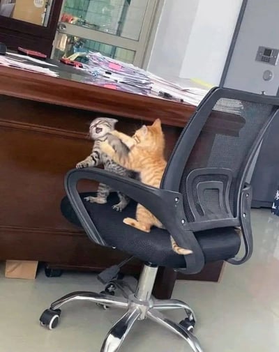 两只小奶猫在办公室的黑色网布办公椅上激烈玩耍，一只虎斑猫站立着张着嘴，像是在发出“怒吼”，另一只橘猫则伸出爪子“反击”，背景是堆满文件和办公用品的木质办公桌，整个场景充满生活气息又十分可爱。
