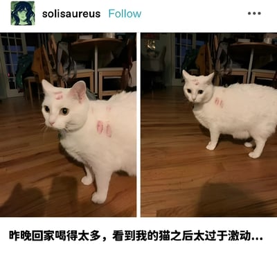 图片为左右对比的双 panel 静态图，展示同一只白色猫咪。左侧图中猫咪头部和颈部有明显的粉色印记，右侧图从稍远角度拍摄，猫咪同样带着粉色印记站立在木地板上，背景可见桌椅和背包等家居物品。下方配文“昨晚回家喝得太多，看到我的猫之后太过于激动...”，暗示因醉酒后过度兴奋与猫咪互动留下了这些印记，整体呈现出一种搞笑又略带无奈的宠物日常场景。