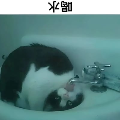 一只黑白相间的奶牛猫蜷缩在白色水槽中，身体团成球状，伸长脖子仰头直接从水龙头下饮用自来水。猫咪眼神专注，耳朵微微竖起，展现出对水源的极大兴趣。图片顶部有黑色文字“水督”，利用谐音“督察”制造趣味，仿佛猫咪在认真“督查”水质或执行“饮水任务”，整体画面充满生活气息与萌趣感。