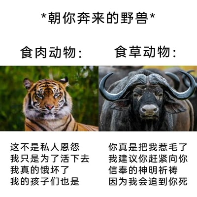 这是一张左右对比的图文搞笑梗图，顶部以“*朝你奔来的野兽*”作为标题，将食肉动物老虎与食草动物水牛进行拟人化的心态反差呈现。左侧的老虎配文表达它朝人奔来只是出于生存需求，是因为自身和孩子都处于饥饿状态，不存在私人恩怨；右侧的水牛配文则充满愤怒的攻击性，表现出被彻底惹恼后要追猎到底的态度，通过这种生存需求与情绪宣泄的反差，制造出幽默搞笑的效果，生动调侃了两类野兽攻击时的不同动机。