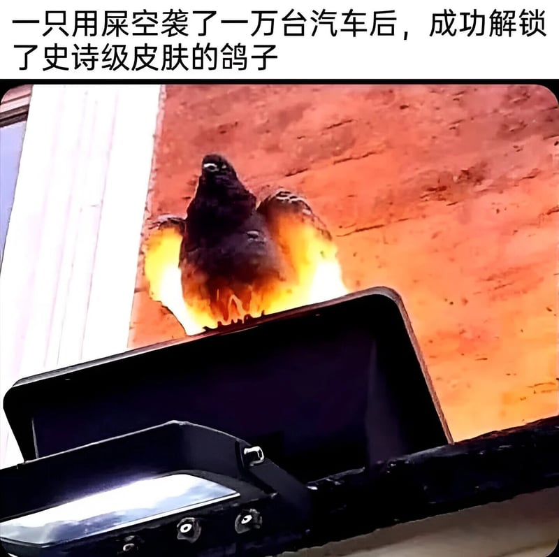 鸽子