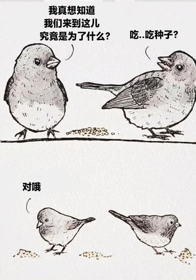 这是一张包含上下两个 panels 的连环漫画。上半部分：两只小鸟站在一条横线上，中间有一堆种子。左侧小鸟歪头思考，对话框中写着“我真想知道 我们来到这儿 究竟是为了什么？”；右侧小鸟张大嘴巴，带着疑惑的语气回应“吃...吃种子？”。下半部分：两只小鸟分别低头对着地上的种子，其中一只的对话框只有“对哦”两个字，展现出恍然大悟后专注于吃种子的场景。通过小鸟对“生命意义”的深刻提问与“吃种子”这一简单答案的反差，营造出幽默诙谐的效果。