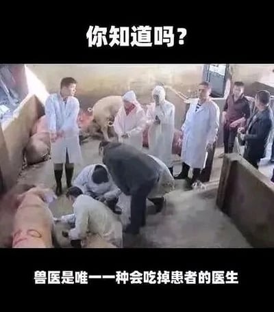 这是一张文字加注的实拍图，画面呈现的是猪圈场景，多名身着白大褂的兽医及相关人员聚集在此，其中几位正俯身对一头猪进行检查操作，其余人员则站在一旁围观。图的上方配有引导性文字“你知道吗？”，下方配有搞笑文字“兽医是唯一一种会吃掉患者的医生”，利用兽医治疗的动物（如猪）最终会被人类食用的现实情况，制造出反差感，形成搞笑的梗点。