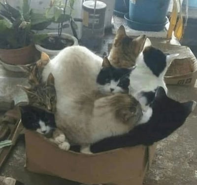 一张展示多只猫咪挤在一个纸箱里的照片。至少有五只不同花色的猫咪（包括虎斑猫、黑白猫和白猫）紧紧地蜷缩在一起，形成一个毛茸茸的团。背景中可以看到一些盆栽植物和储物容器，暗示这可能是在车库或储藏室拍摄的。猫咪们表情各异，有的露出眼睛，有的则完全埋在同伴的毛发中，展现出猫咪喜欢狭小空间的典型习性。