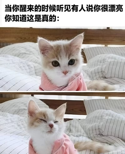 这是一张上下对比的猫咪表情包，上半部分是一只穿着粉色衣服的小猫咪睁着大眼睛，表情惊讶地看着前方；下半部分是同一只猫咪闭着眼睛，嘴角微微上扬，露出满足的表情。图片上方配有文字：'当你醒来的时候听见有人说你很漂亮 你知道这是真的:'，通过猫咪前后表情的对比，幽默地表现了听到赞美后的自信反应。