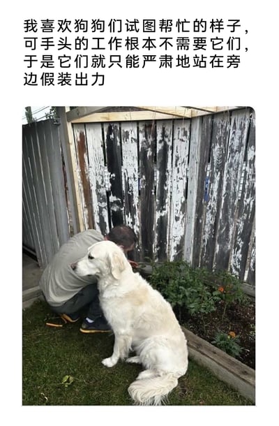 这是一张充满趣味的生活实拍照片，画面中一名男子蹲在户外掉漆严重的老旧木栅栏前，专注于手头的修缮工作；一旁的白色金毛犬则端正地坐着，身体微微向男子靠拢，表情严肃，看起来仿佛在认真“帮忙”，但实际上并没有参与到工作中。图片上方的配文精准地捕捉到了这个场景的笑点：狗狗有着想要帮忙的心意，却因为工作不需要它而只能在一旁严肃地假装出力，将狗狗拟人化，让这个温馨的日常瞬间充满了搞笑感，也展现出宠物对主人的陪伴欲。