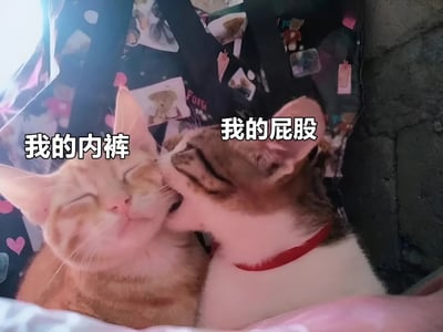 两只猫咪依偎在一起，虎斑猫正亲昵地舔着橘猫的脸颊。橘猫闭着眼睛，表情惬意；虎斑猫则戴着红色项圈，专注地舔舐。图片上方分别为两只猫咪配上了趣味文字：橘猫上方是“我的内裤”，虎斑猫上方是“我的屁股”，通过拟人化的文字制造出幽默搞笑的效果。背景是印有卡通图案和文字的黑色布料，整体氛围轻松可爱。