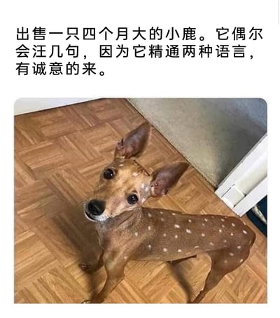 这是一张趣味合成图文内容，上方配有中文文案“出售一只四个月大的小鹿。它偶尔会汪几句，因为它精通两种语言，有诚意的来。”，图像主体是将狗的头部与带有白色斑点的鹿的身体拼接而成的合成动物，它睁着圆溜溜的眼睛抬头看向镜头，身处室内的拼花地板上。内容通过文字与图像的反差制造幽默：文案以“小鹿”为噱头，却用“会汪几句”暗示其本质是狗，“精通两种语言”是调侃这个合成动物兼具狗和鹿的特征，属于典型的网络恶搞内容，通过荒诞的设定博人发笑。