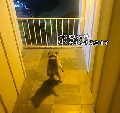 这是一张充满趣味的实拍梗图，场景位于夜晚的住宅门口通道，一只浣熊直立起身，两只前爪自然下垂，正严肃地直视镜头，地面上投射出它的影子。图中搭配了拟人化的文字“你的垃圾不错 从今天开始我就住这了”，结合浣熊喜爱翻找人类垃圾觅食的习性，将这只闯入的浣熊塑造成一副看上了此处食物资源、要“霸占”这里的霸道模样，用拟人化的手法制造出诙谐搞笑的效果，让原本普通的动物实拍画面变得生动有趣。